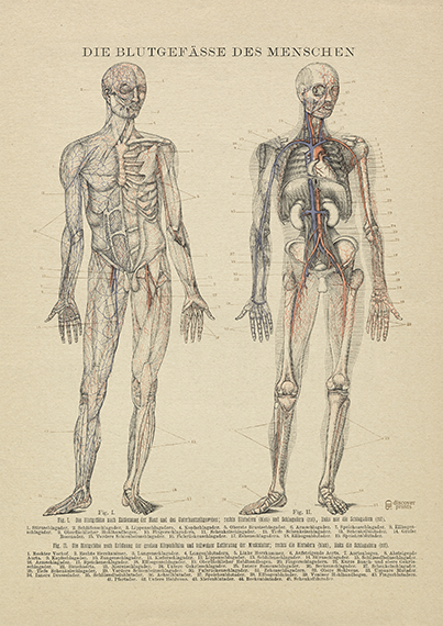 Blood Vessel - Medical Art Print