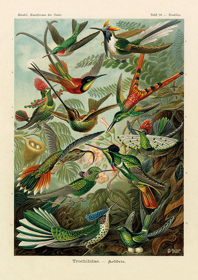 Vintage detailed print of 12 red and green hummingbirds by Ernst Haeckel among green leaves, plate 99 from Artforms of Nature