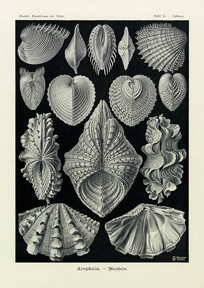 Vintage detailed print of mussels on black background by Ernst Haeckel, Acephala, lithograph plate 55 from Artforms of Nature