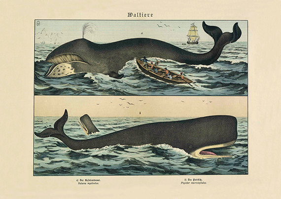 Whale Hunt Moby Dick Art Print
