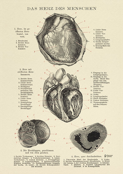 B/W Human Heart Vintage Art Print