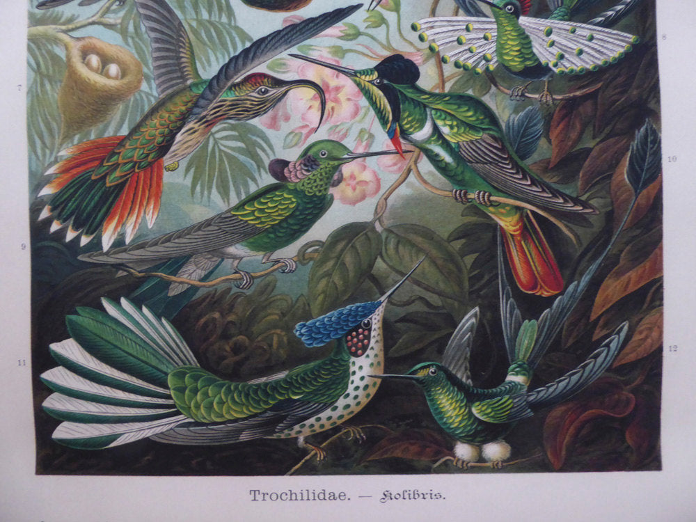 Large Hummingbird Vintage Wall Chart