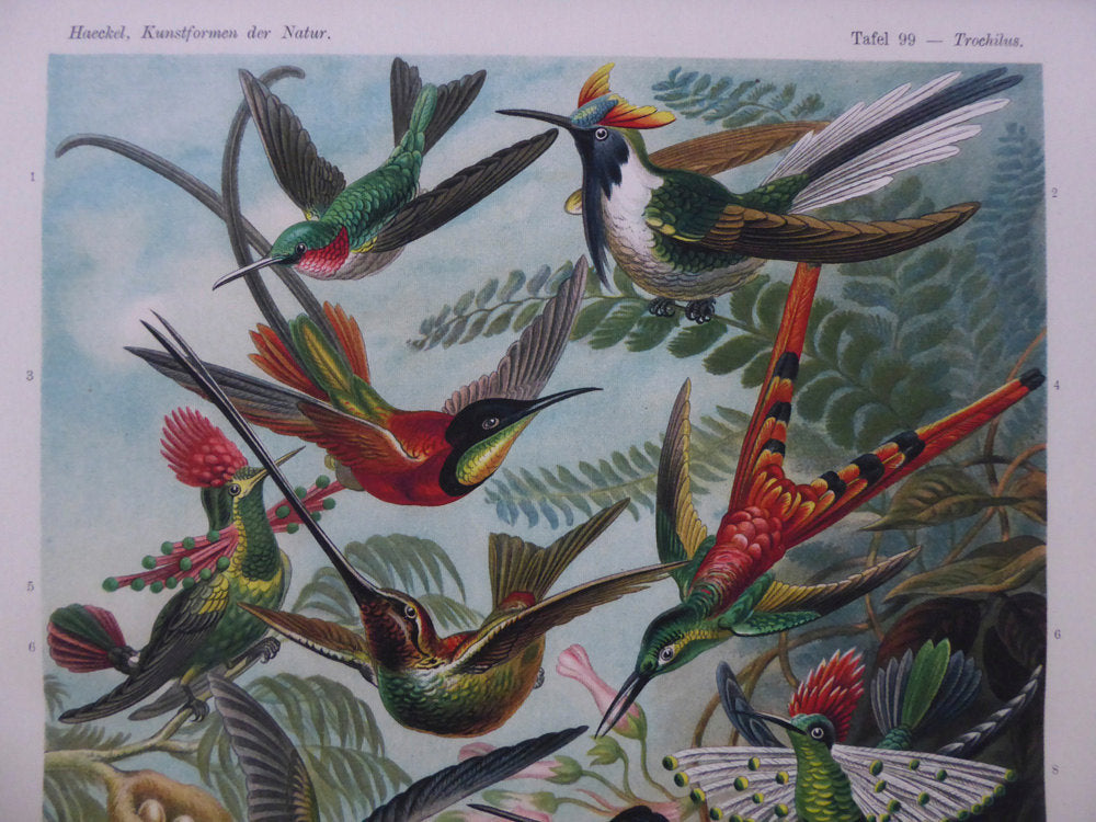 Large Hummingbird Vintage Wall Chart