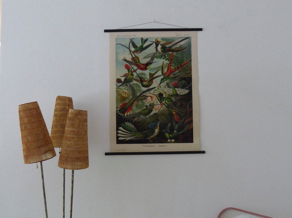 Large Hummingbird Vintage Wall Chart