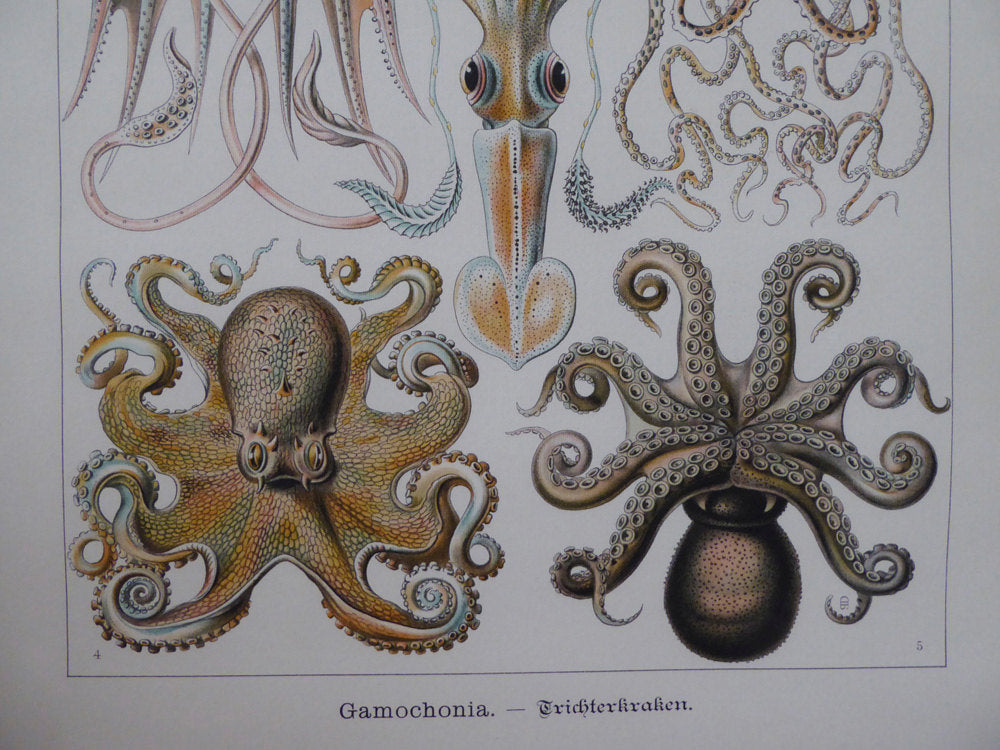 Large Haeckel Octopus Wall Chart