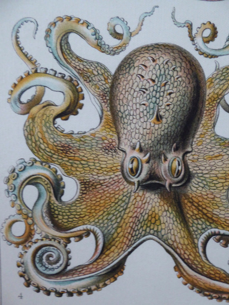 Large Haeckel Octopus Wall Chart