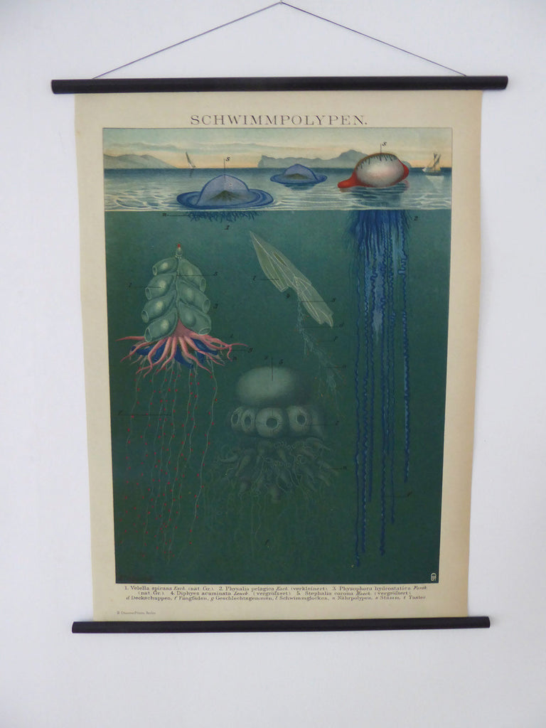 Large Exotic Jellyfish School Chart