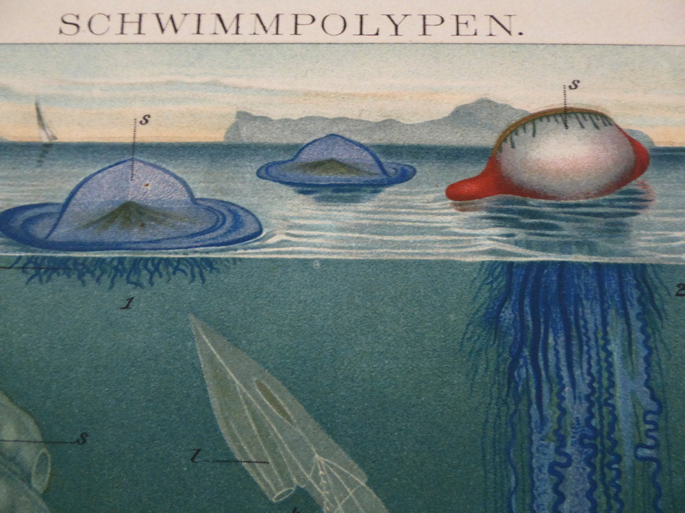 Large Exotic Jellyfish School Chart