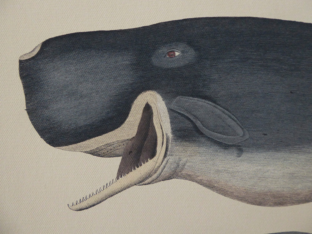 Large Vintage Whale School Chart