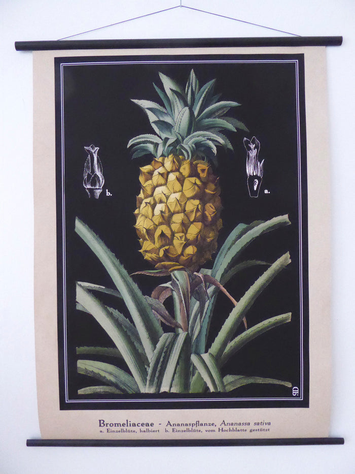 Large Pineapple Wall Chart
