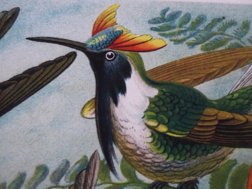 Large Hummingbird Vintage Wall Chart