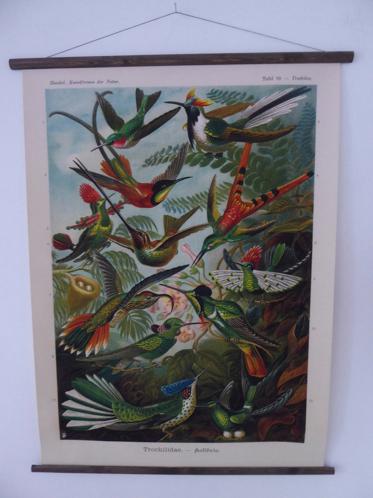 Large Hummingbird Vintage Wall Chart