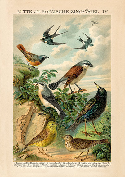European Songbird Art Print No4
