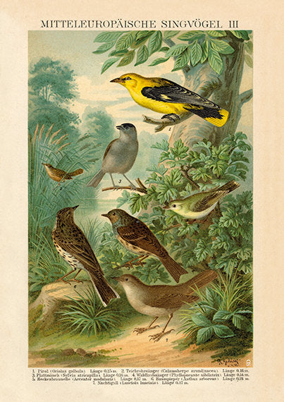 European Songbird Art Print No3