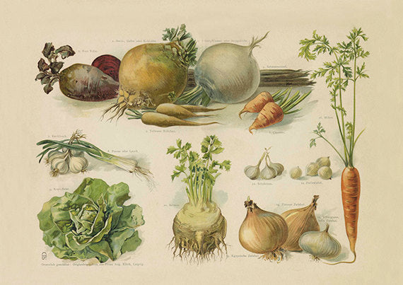 Garden Vegetables Art Print