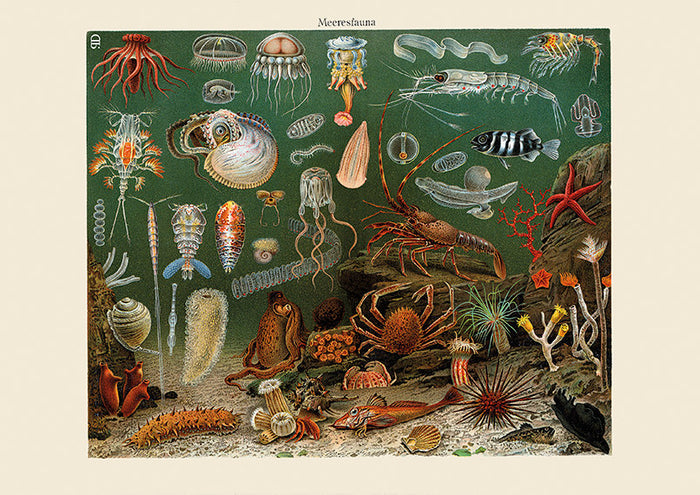 Green Coral Jellyfish Art Print