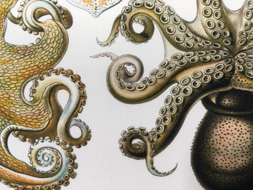 Ernst Haeckel Octopus Art Print