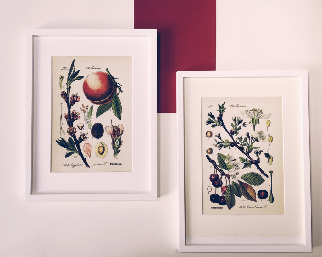 Vintage Cherry Blossom Art Print