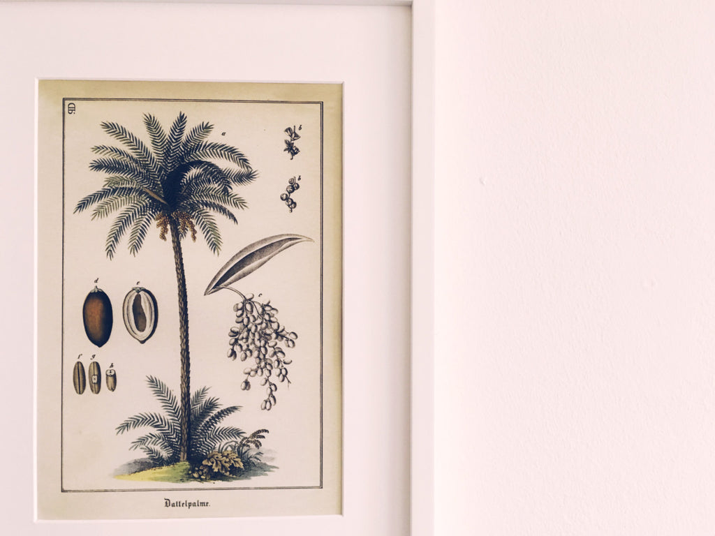 Date Palm Tree Art Print