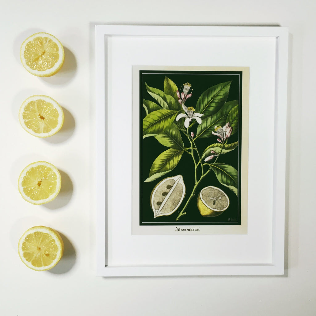 Vintage Lemon Fine Art Print Framed