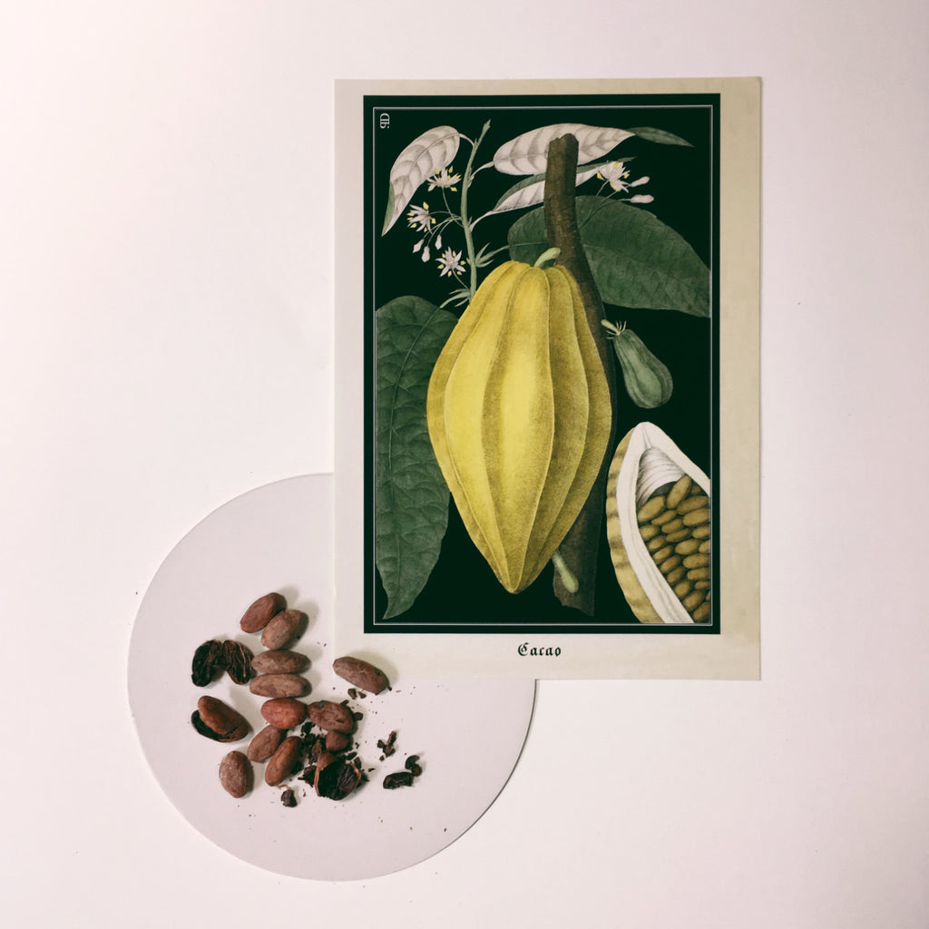 Vintage Cocoa Bean Art Print