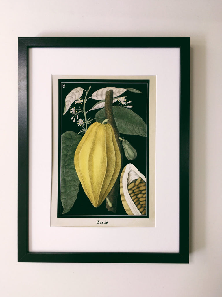 Vintage Cocoa Bean Art Print
