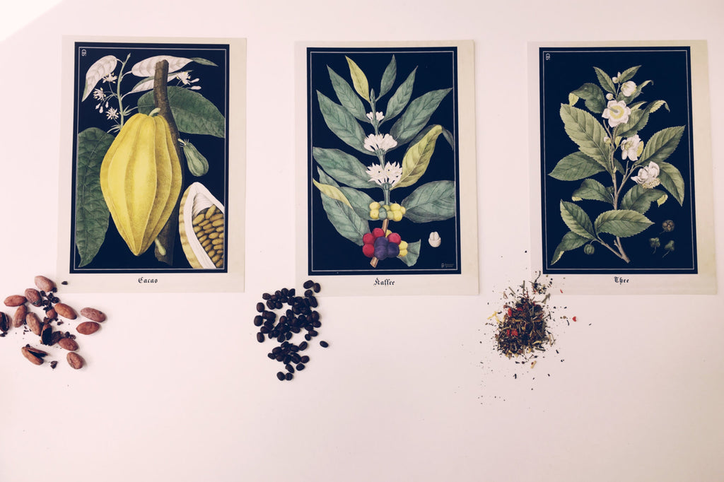 Vintage Cocoa Bean Art Print