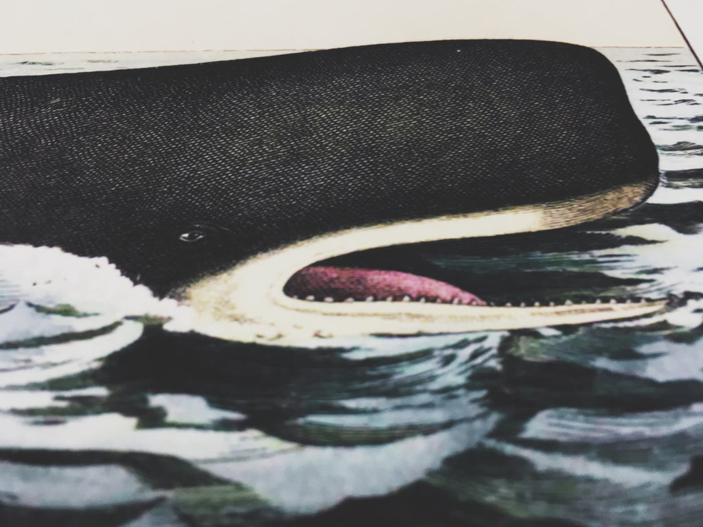 Whale Hunt Moby Dick Art Print