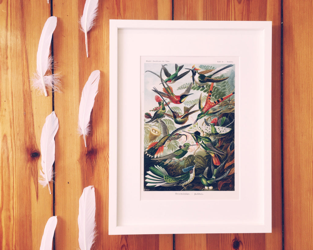 Ernst Haeckel Hummingbird Poster