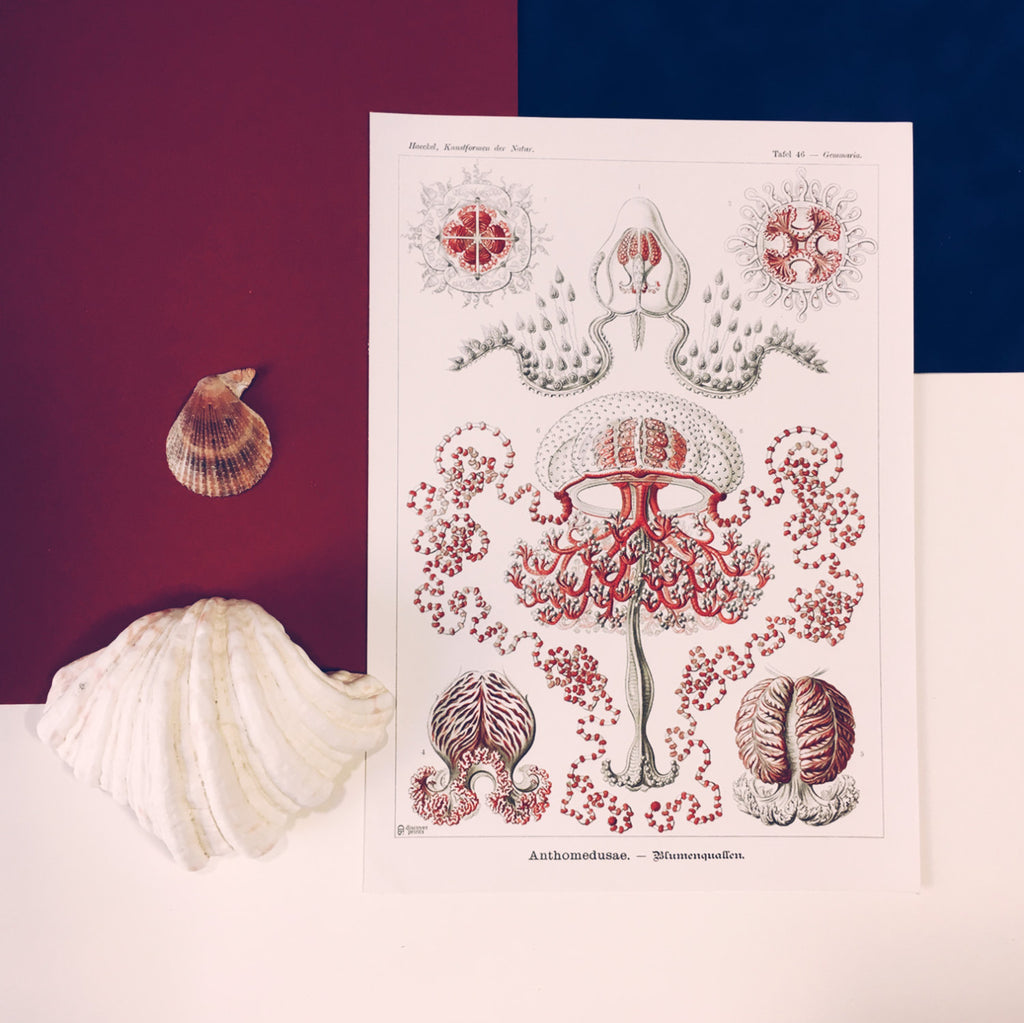Ernst Haeckel Red Jellyfish Art Print