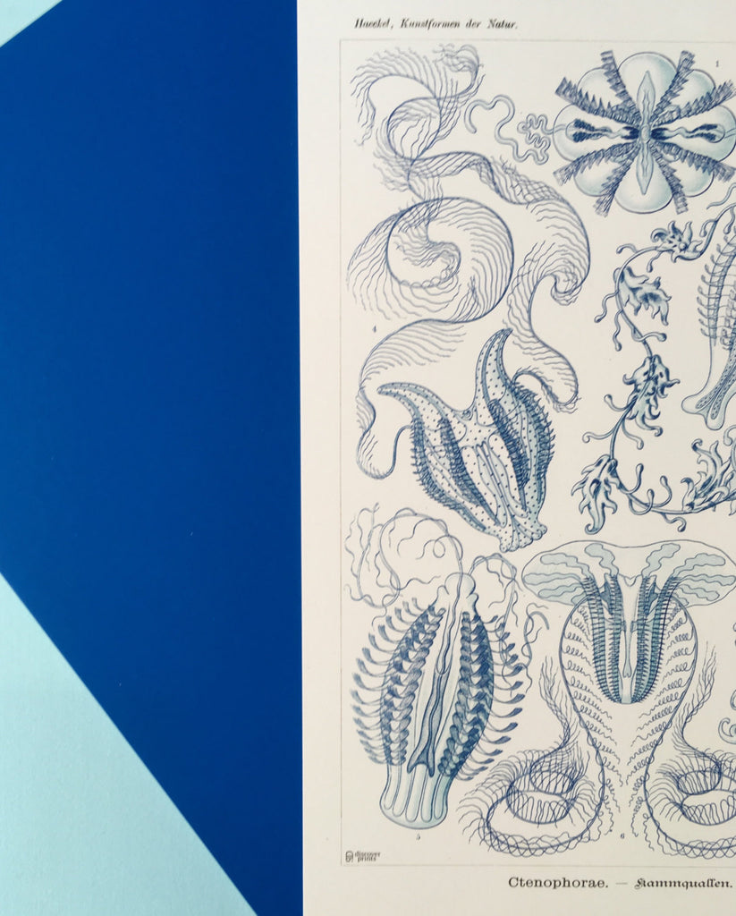 Ernst Haeckel Blue Jellyfish Art Print