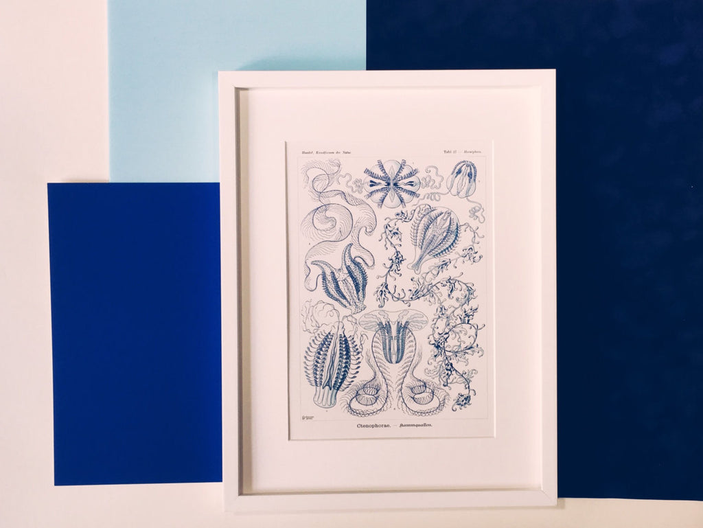 Ernst Haeckel Blue Jellyfish Art Print