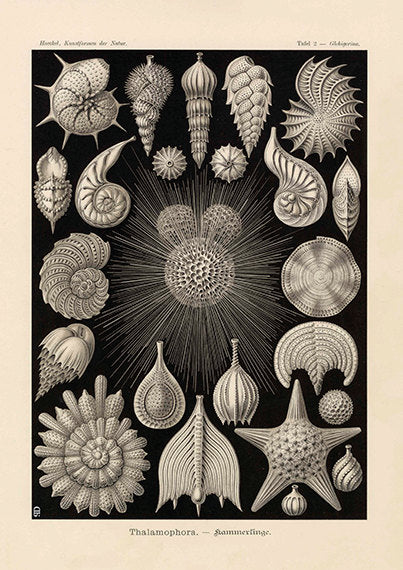 Vintage print of plankton on black background by Ernst Haeckel, Thalamorpha, lithograph plate 2 from Artforms of Nature