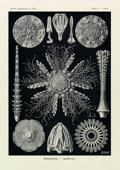 Vintage print of sea star on black background by Ernst Haeckel, Echinidea, lithograph plate 60 from Artforms of Nature