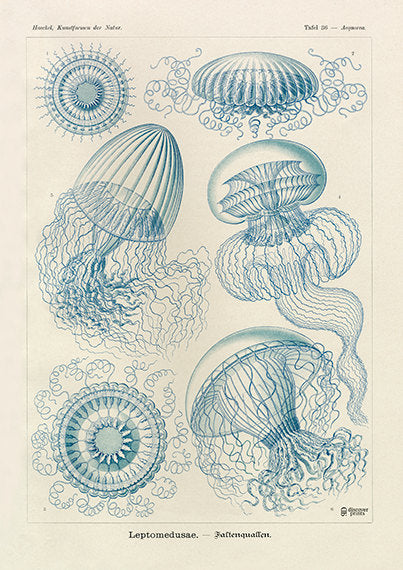 Vintage detailed print of blue jellyfish by Ernst Haeckel, Leptodmedusae, lithograph plate 36 from Artforms of Nature 