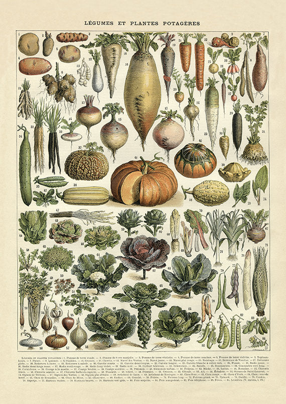 Vegetable French Art Print