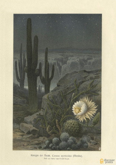 Cactus at Night Art Print