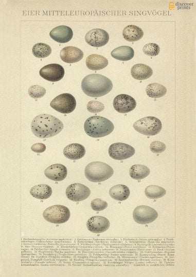European Songbird Eggs Art Print
