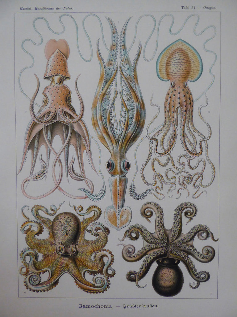 Large Haeckel Octopus Wall Chart