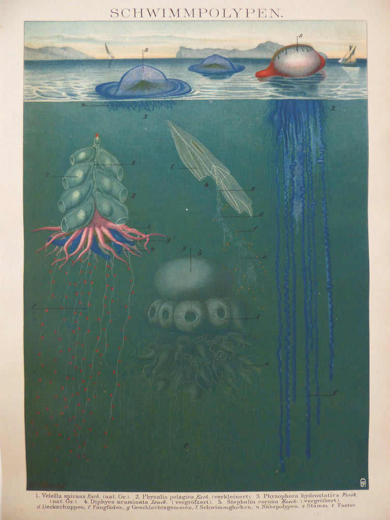 Large Exotic Jellyfish School Chart