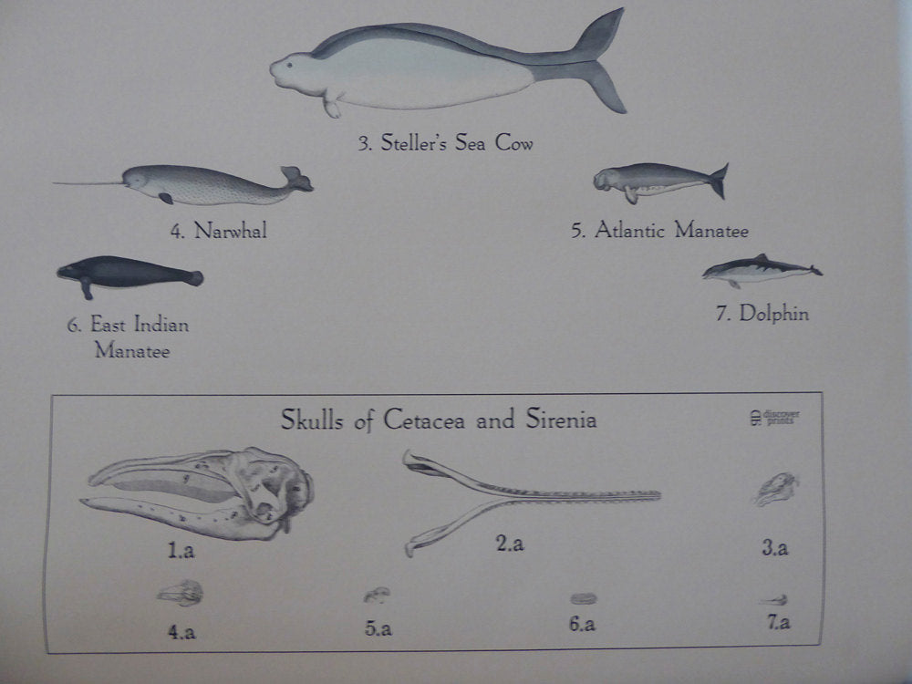 Large Vintage Whale School Chart