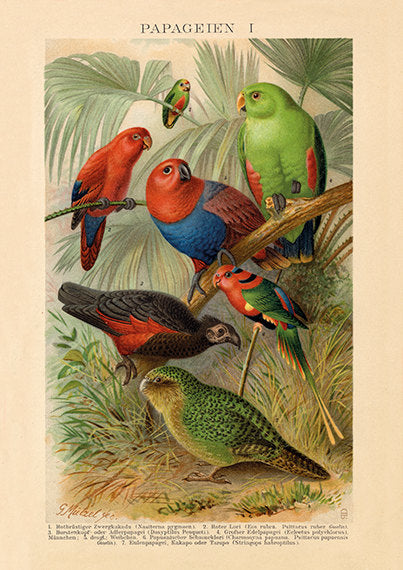 Vintage Parrot Art Print