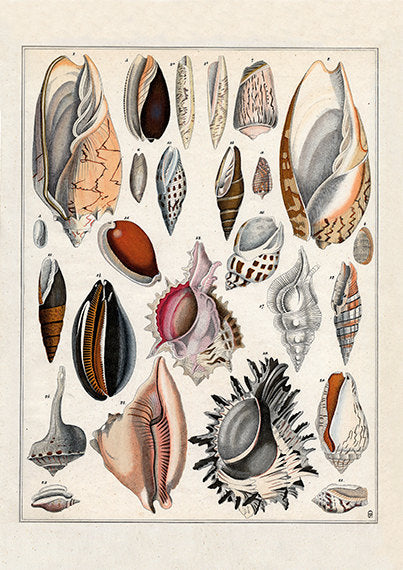 Vintage Sea Shells - Sealife Art Print