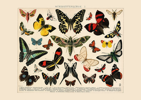 Tropical Butterfly Poster