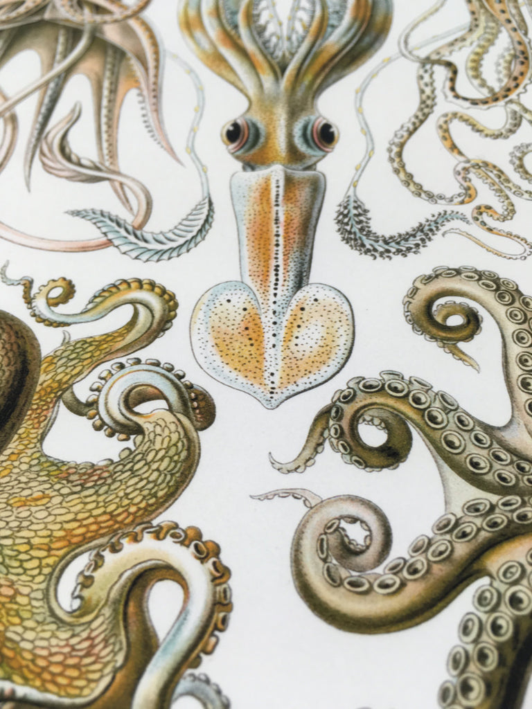 Ernst Haeckel Octopus Art Print