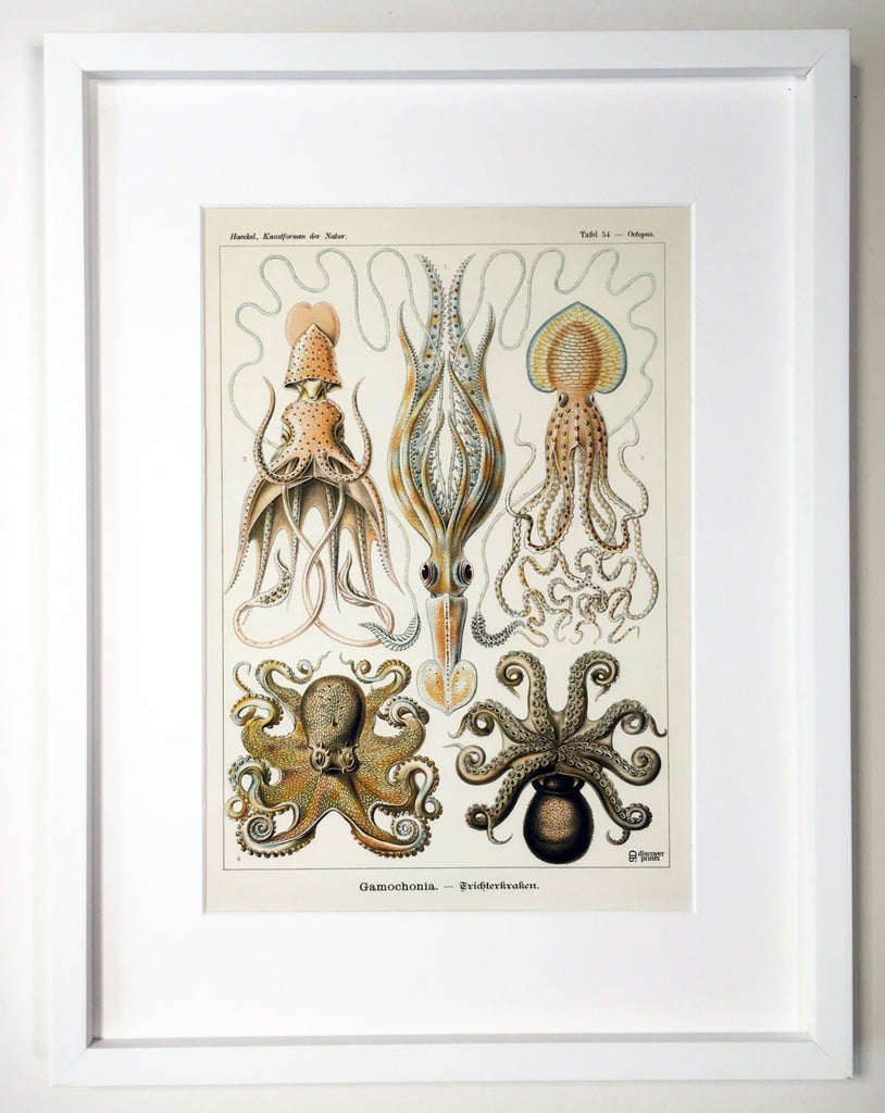 Ernst Haeckel Octopus Art Print