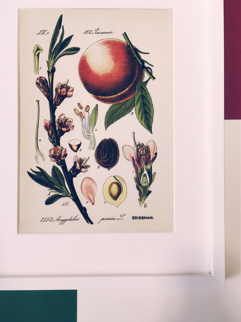 Peach Blossom Art Print
