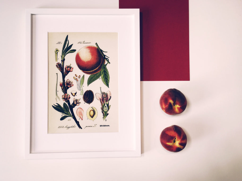 Peach Blossom Art Print