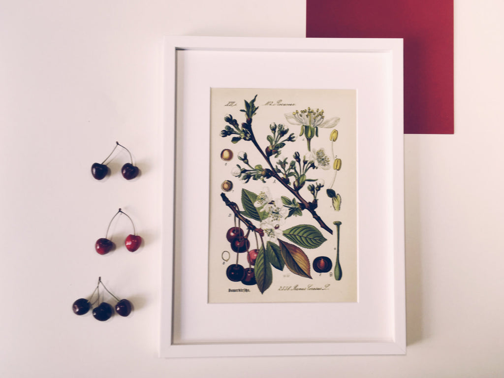 Vintage Cherry Blossom Art Print