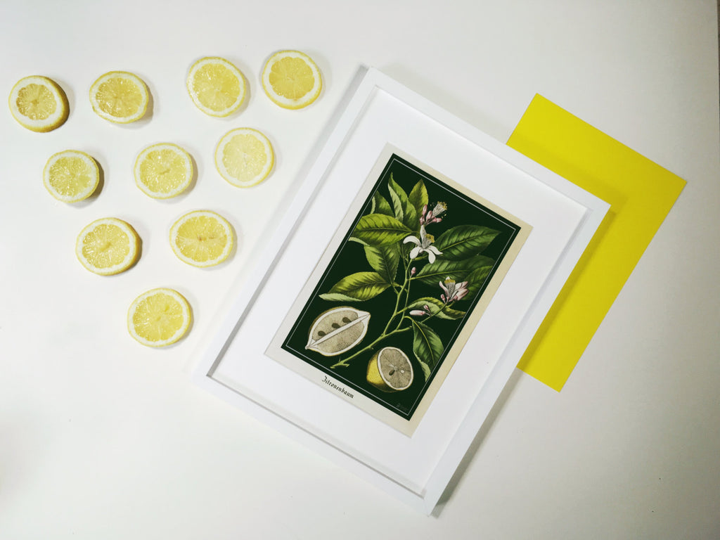 Example of framed vintage lemon fine art print